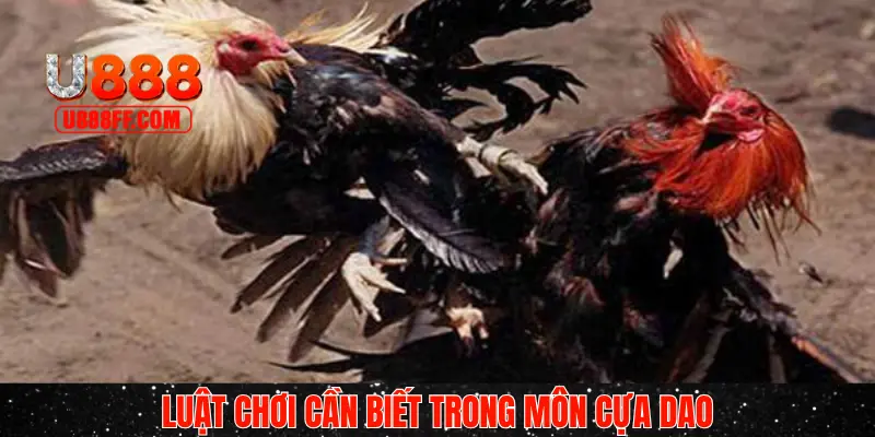 Luật đấu kê cựa sắt chuẩn 2025