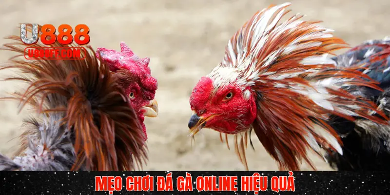 Vài mẹo giúp bạn chơi cược tốt hơn